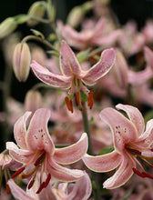 Load image into Gallery viewer, Pink Morning Martagon Lily