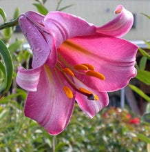 Load image into Gallery viewer, Pink Perfection Trumpet Lily