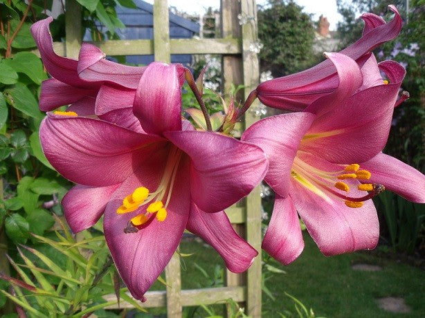trumpet lily flower Pink Perfection Trumpet Lily