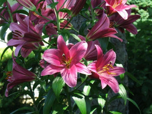 Purple Prince Orienpet Hybrid Lily