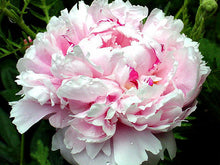Load image into Gallery viewer, Sarah Bernhart Bush Peony