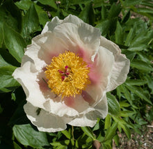 Load image into Gallery viewer, Silver Dawn Bush Peony