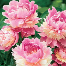 Load image into Gallery viewer, Sorbet Bush Peony