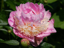 Load image into Gallery viewer, Sorbet Bush Peony