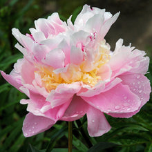 Load image into Gallery viewer, Sorbet Bush Peony