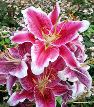 Load image into Gallery viewer, Stargazer Oriental Lily