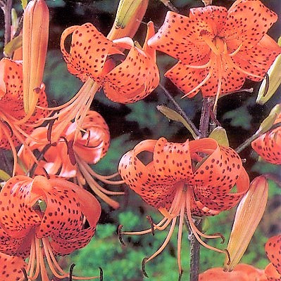 tiger lily gallery Tiger Lily Species Lily