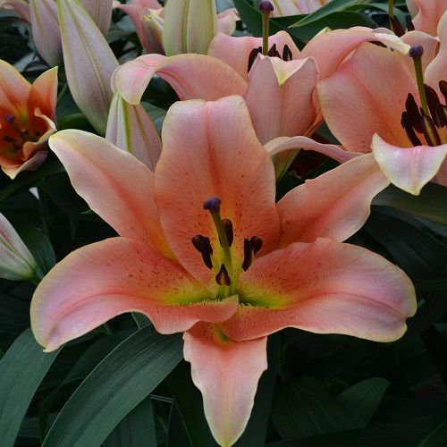 Zelmira Orienpet Hybrid Lily – The Lily Pad Bulb Farm