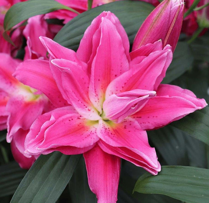 All Lilies On Sale 40% OFF