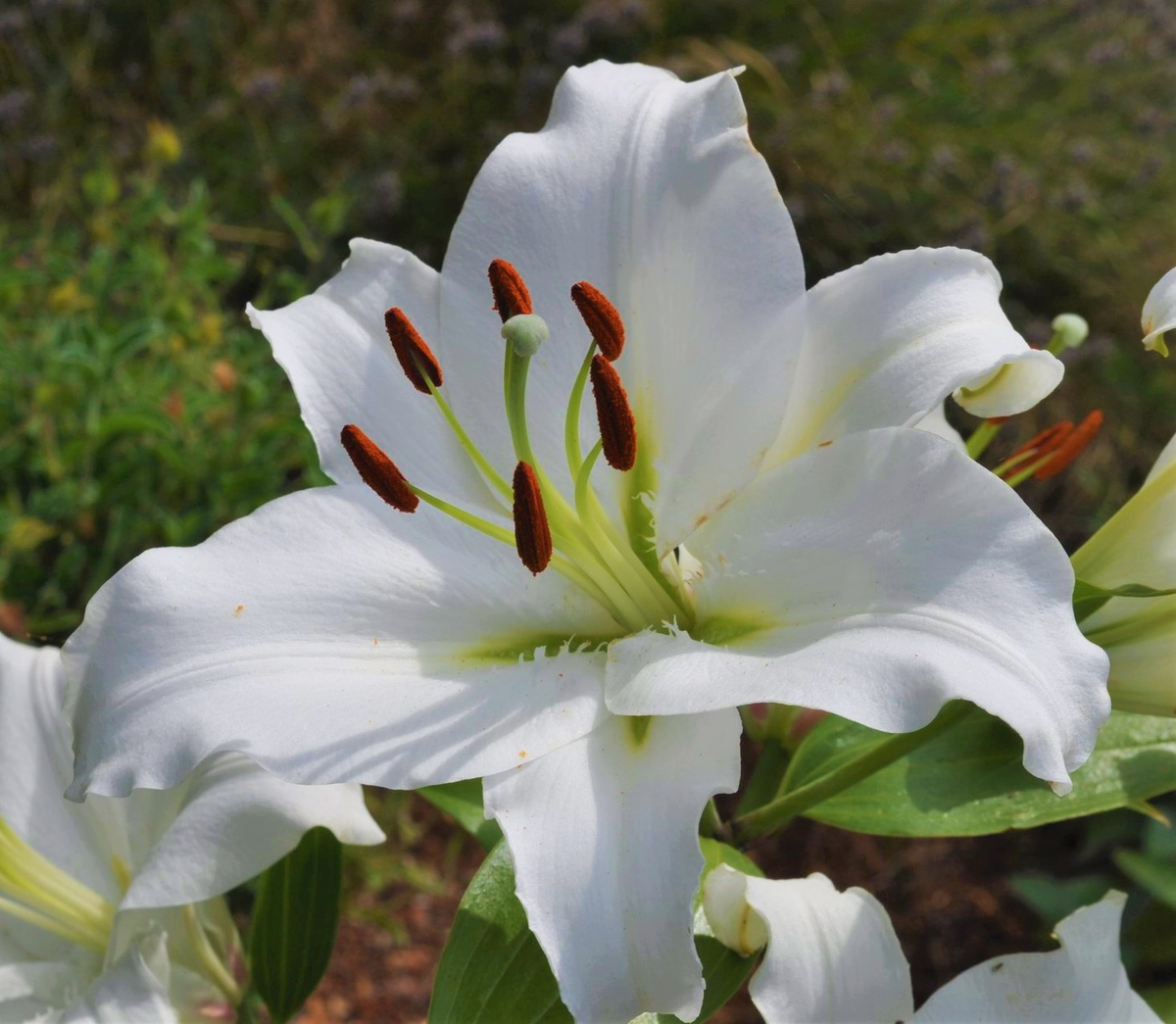 Oriental Lilies – The Lily Pad Bulb Farm