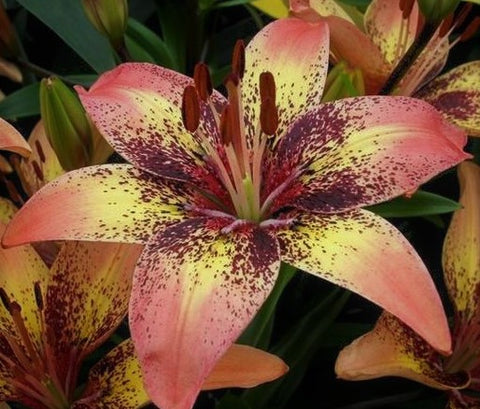 Asiatic Lilies