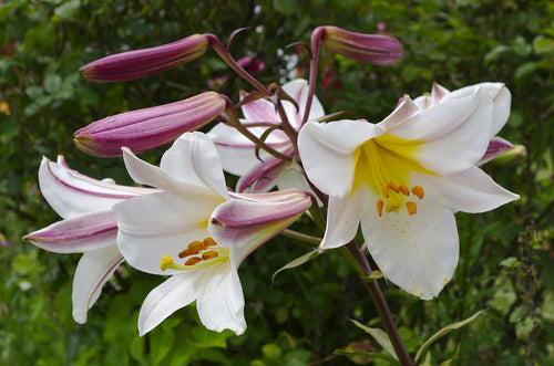 Regale Trumpet Lily