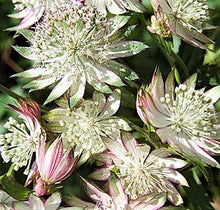 Load image into Gallery viewer, Astrantia Star of Billion