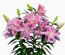Load image into Gallery viewer, Azra Double Oriental Lily