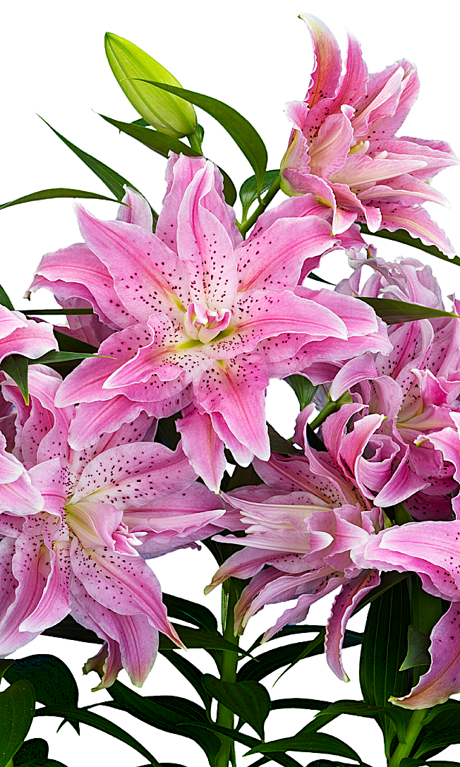 Azra Double Oriental Lily – The Lily Pad Bulb Farm
