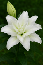 Load image into Gallery viewer, Aretha Double Oriental Lily