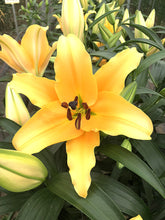 Load image into Gallery viewer, Corcovado Orienpet Hybrid Lily