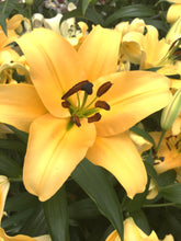 Load image into Gallery viewer, Corcovado Orienpet Hybrid Lily