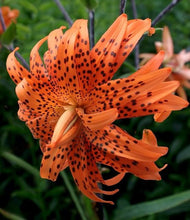 Load image into Gallery viewer, Double Tiger Lily Flore Pleno