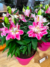 Load image into Gallery viewer, Foxy Spring Double Oriental Lily
