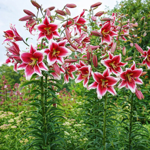 Load image into Gallery viewer, Silk Road Orienpet Hybrid Lily