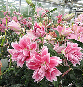 Javiera Double Oriental Lily