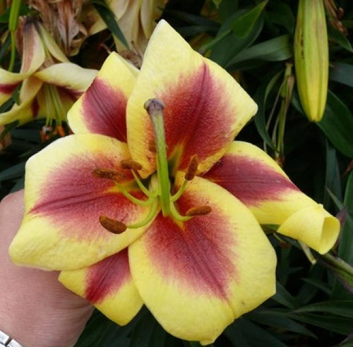 Robert Swanson Orienpet Hybrid Lily