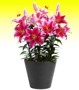 Pink Romance Dwarf Oriental Lily