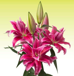 Natascha Double Oriental Lily