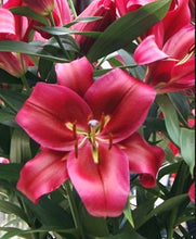 Load image into Gallery viewer, Red Desire Orienpet Hybrid Lily