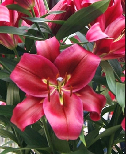 Red Desire Orienpet Hybrid Lily