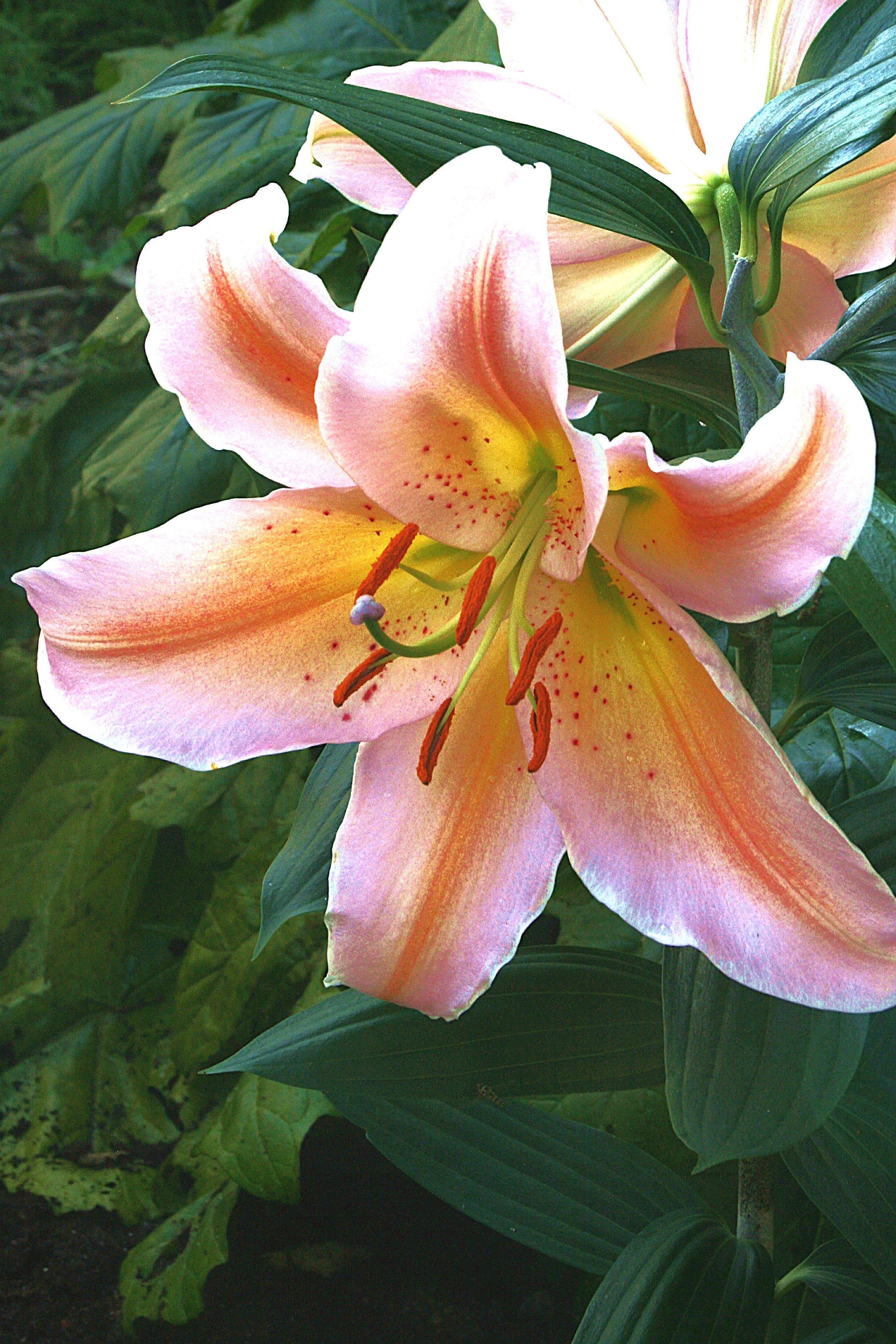 asiatic lily starburst Salmon Party Dwarf Oriental Lily