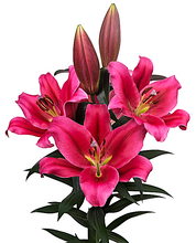 Load image into Gallery viewer, Red Desire Orienpet Hybrid Lily