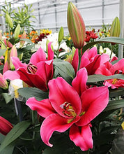 Load image into Gallery viewer, Red Desire Orienpet Hybrid Lily