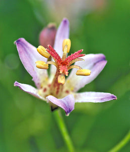 Tricyrtis hirta 'Taiwan Adbane'