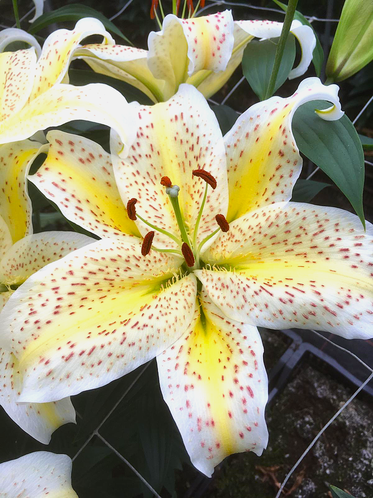 oriental lily flower Tiger Moon Oriental Lily