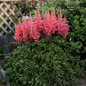 Astilbe "Rise and Shine"