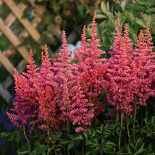 Load image into Gallery viewer, Astilbe &quot;Rise and Shine&quot;