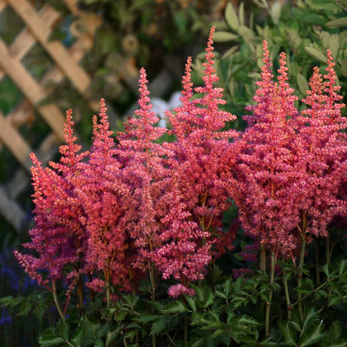 Astilbe 