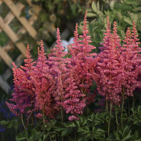 Astilbe 