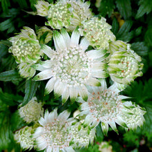 Load image into Gallery viewer, Astrantia Star of Billion