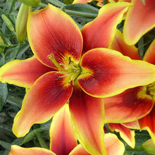 Load image into Gallery viewer, Avalon Sunset AOA Lily