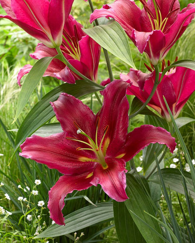 Bacardi Oriental Lily