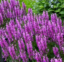 Load image into Gallery viewer, Salvia 'Back to the Fuchsia'
