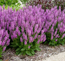 Load image into Gallery viewer, Salvia 'Back to the Fuchsia'