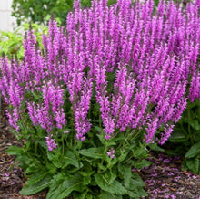 Load image into Gallery viewer, Salvia 'Back to the Fuchsia'