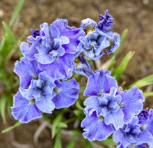 Load image into Gallery viewer, Blue Tutu Siberian Iris
