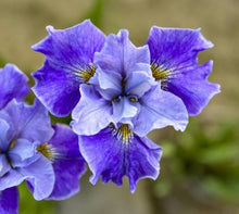Load image into Gallery viewer, Blue Tutu Siberian Iris