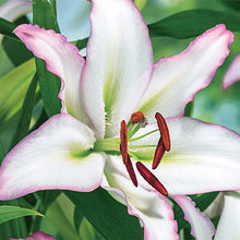 Load image into Gallery viewer, Brasilia Oriental Lily