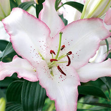 Load image into Gallery viewer, Brasilia Oriental Lily